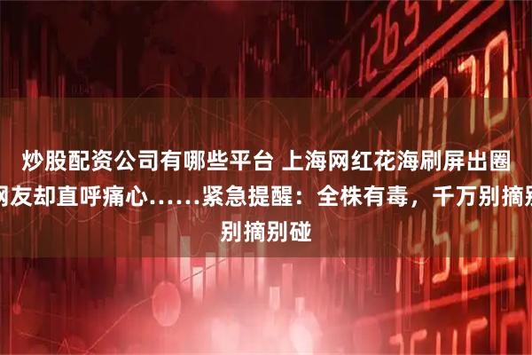 炒股配资公司有哪些平台 上海网红花海刷屏出圈，网友却直呼痛心……紧急提醒：全株有毒，千万别摘别碰